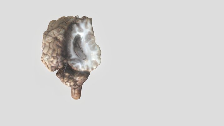 Cow brain 3D Model