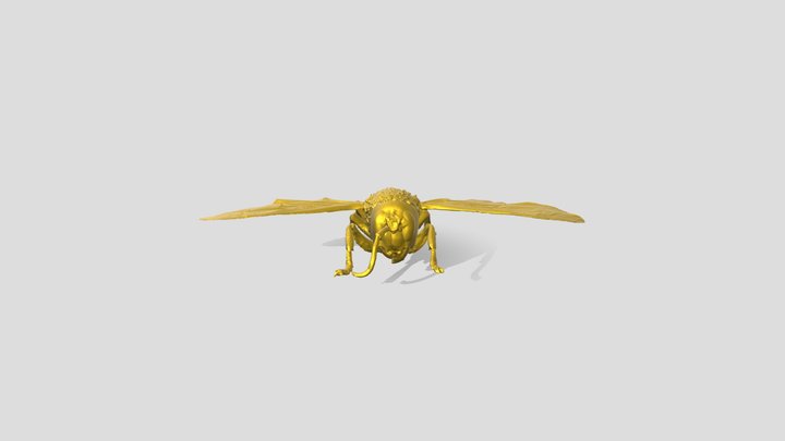 Japanese giant hornet　オオスズメバチ 3D Model