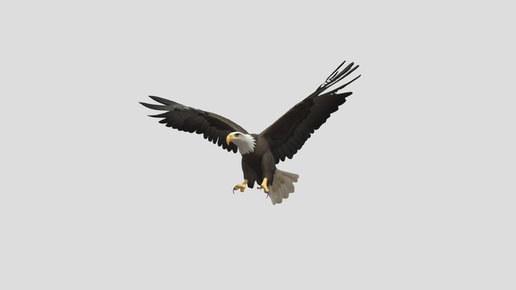 Flying+bald+eagle+3d+model