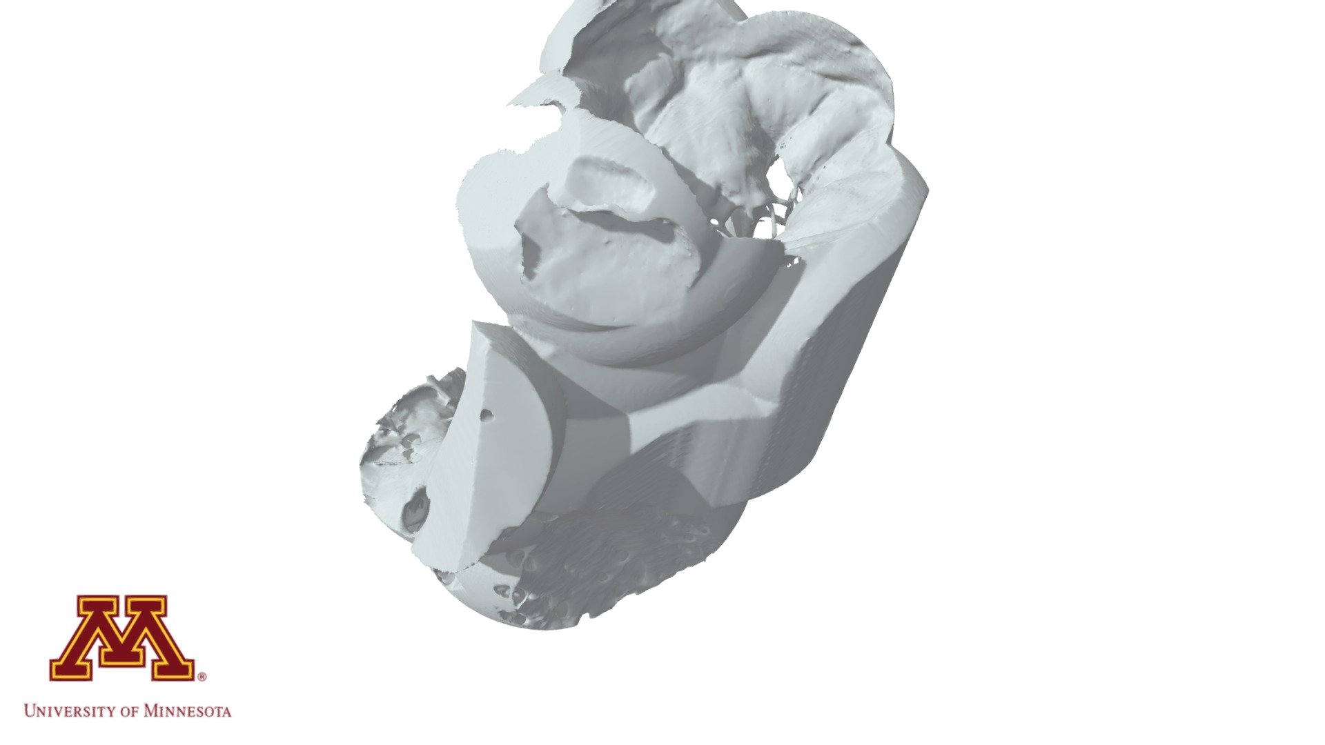 HH229 Tricuspid