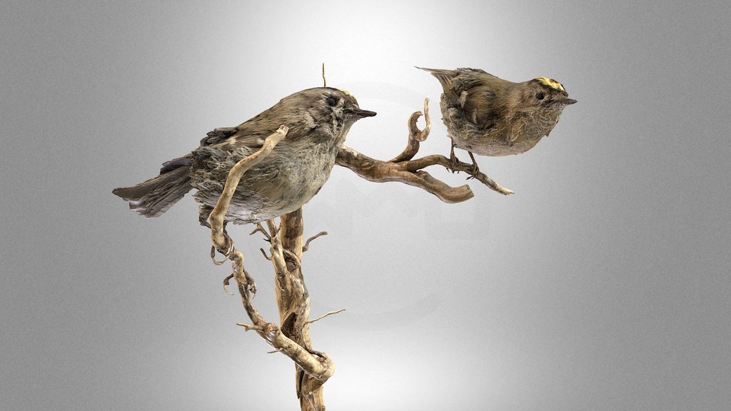 Goldcrests