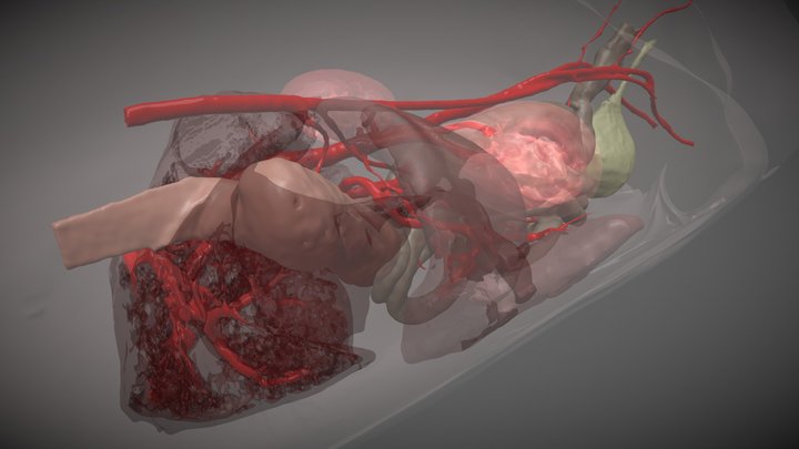 Normal Feline Anatomy - Digestive System 3D Model