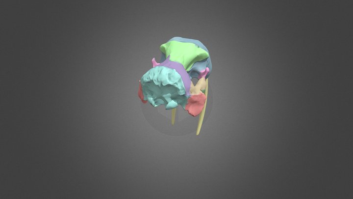 final edited walrus skull 3D Model