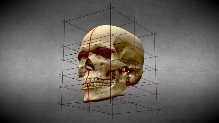 Male Skull - Realistic and Planar - Constructive 3D Model