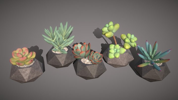 Succulents in pots (pack of 5 plants) 3D Model