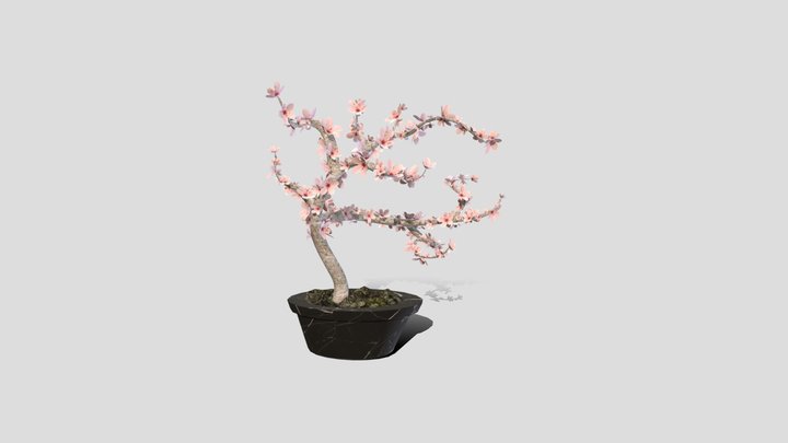 Cherry Blossom Bonsai Tree 3D Model