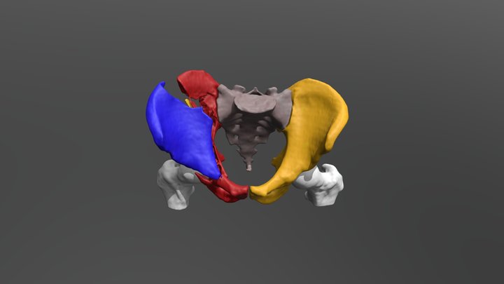 Acetabulum 3D models - Sketchfab