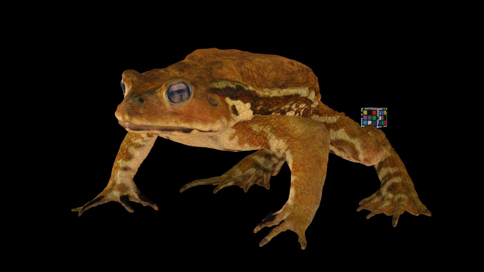 ニホンヒキガエル 🐸 ♂ Japanese Toad, B. j. japonicus - Download Free 3D model by  ffish.asia / floraZia.com (@ffishAsia-and-floraZia) [aba23ac]