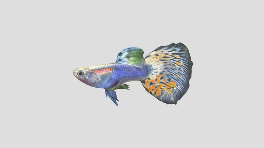 Japanese Blue Mosaic Guppy Male