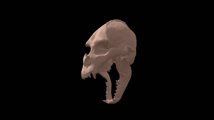 Werewolf lycanthrope skull 3D Model