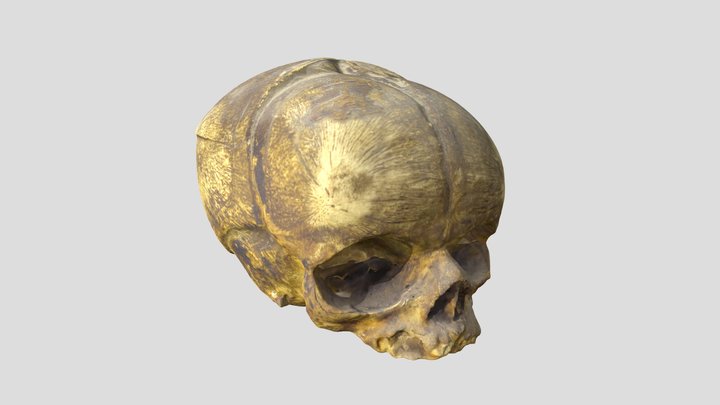 Real Fetus Skull 3D Model