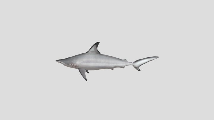 Graceful Shark 3D Model