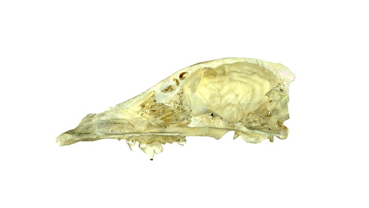 Dog Skull Right Half 3D Model