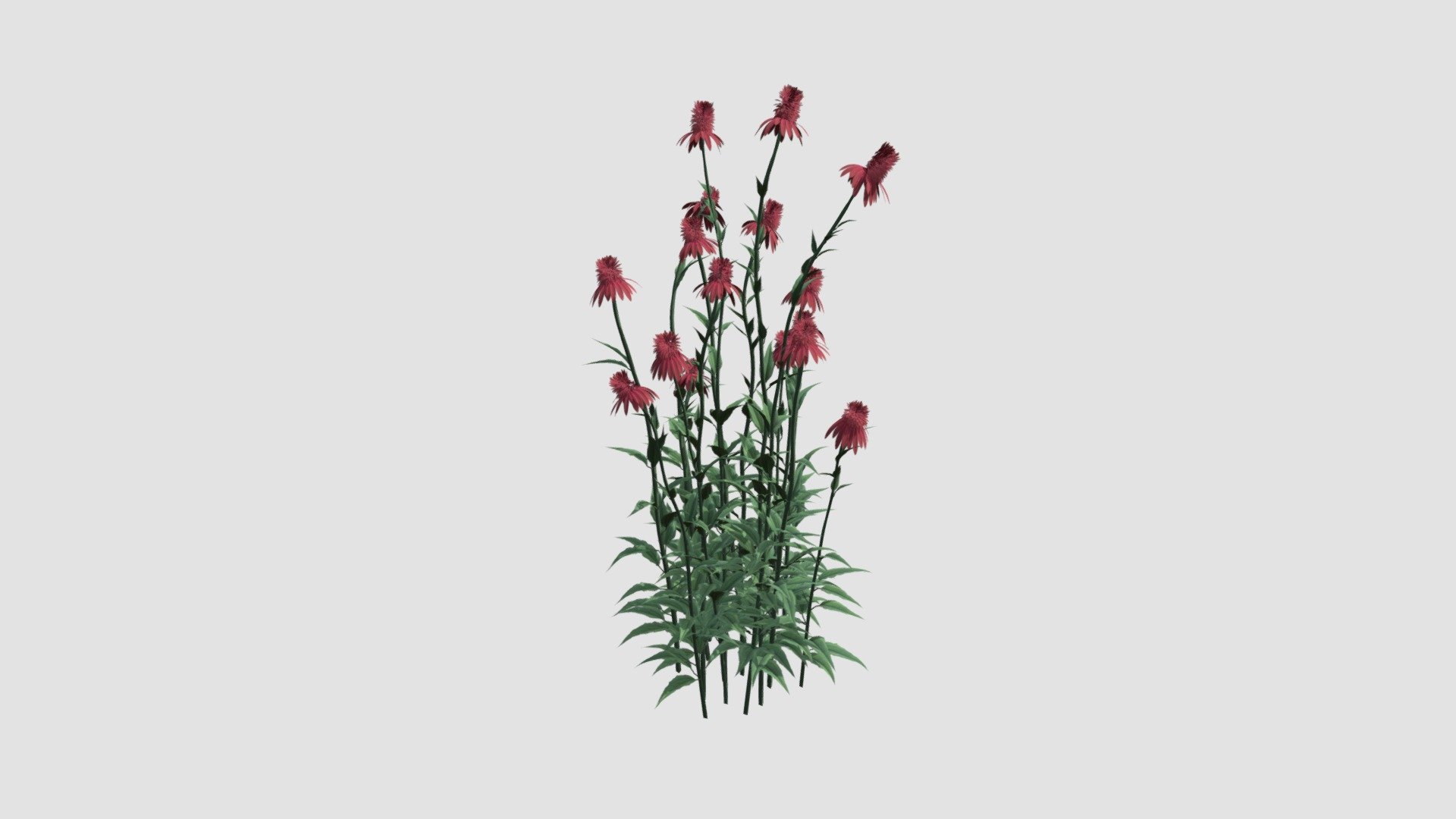 plant — Sketchfab embed 3D viewer
