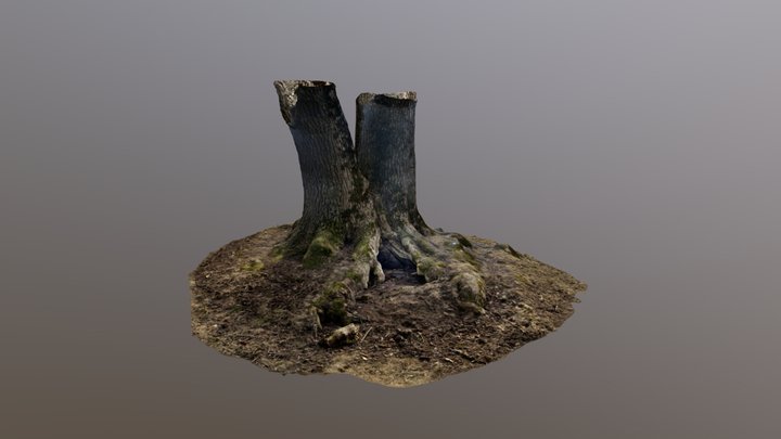 Tree with roots and cave 3D Model