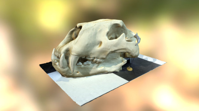 American Lion – Kostenloses 3D-Modell STL