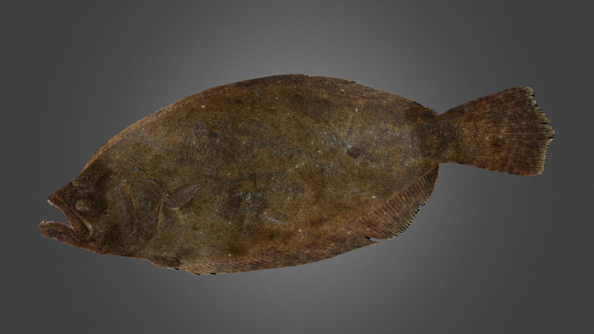 ヒラメ Bastard Halibut, Paralichthys olivaceus Download Free 3D model by