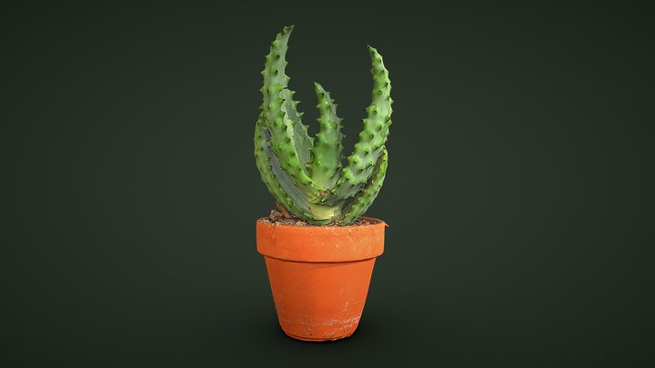 Aloe Plant