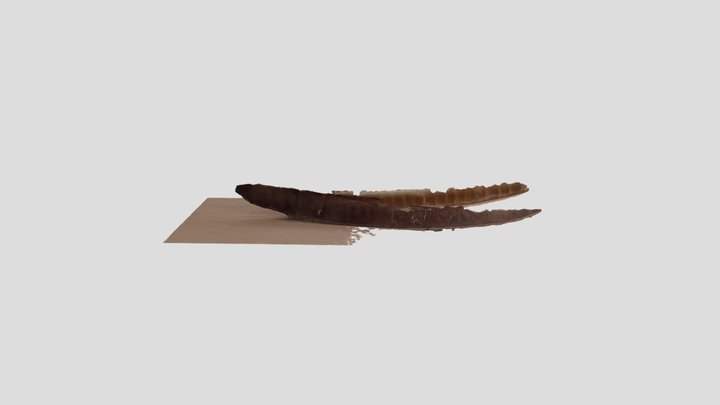 leucena 3D Model
