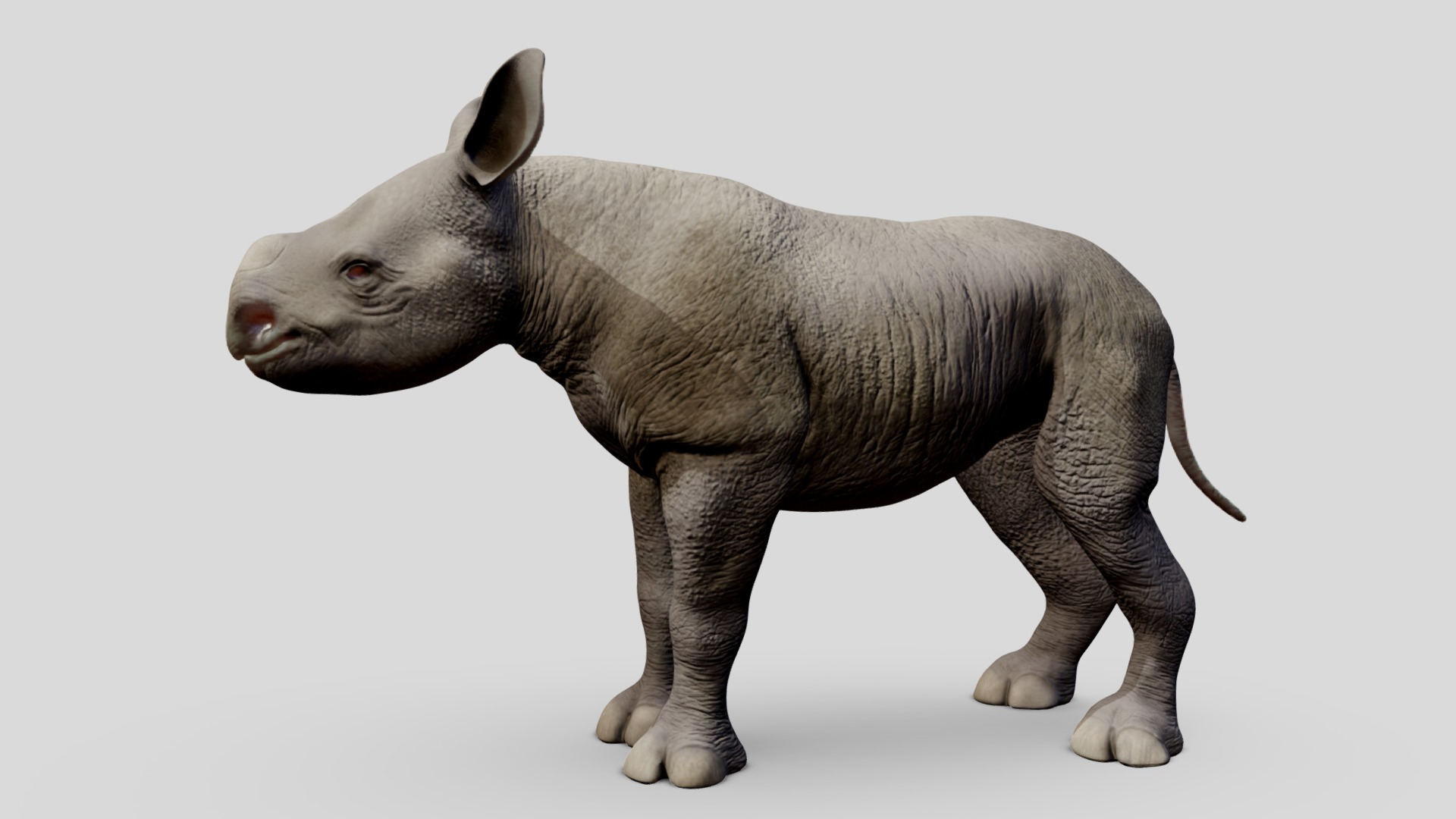 3D model Baby black rhino. second of five - This is a 3D model of the Baby black rhino. second of five. The 3D model is about a grey rhinoceros with a white background.