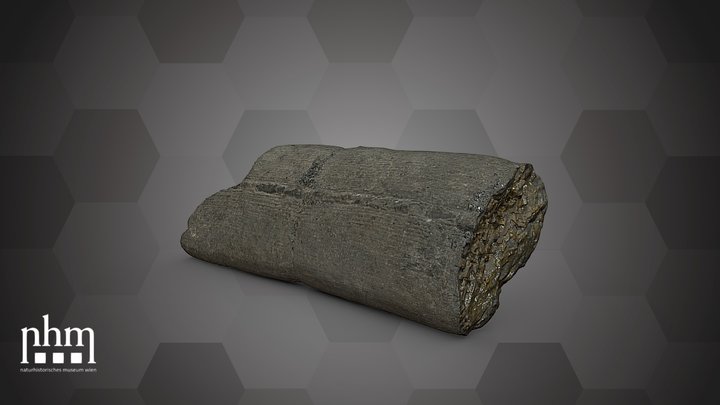 Calamites communis (NHMW-GEO-2024/0188/10969) – Free 3D Model STL