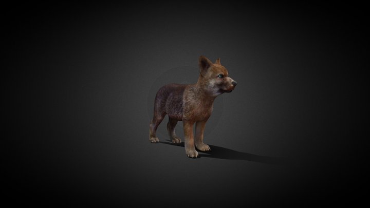 Baby Wolf 3D Model
