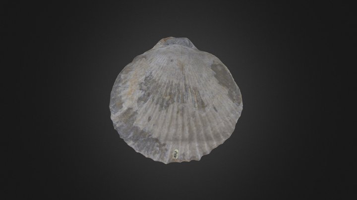 Brachiopod: Peregrinella peregrina (PRI 76904) – Modello 3D gratuito STL