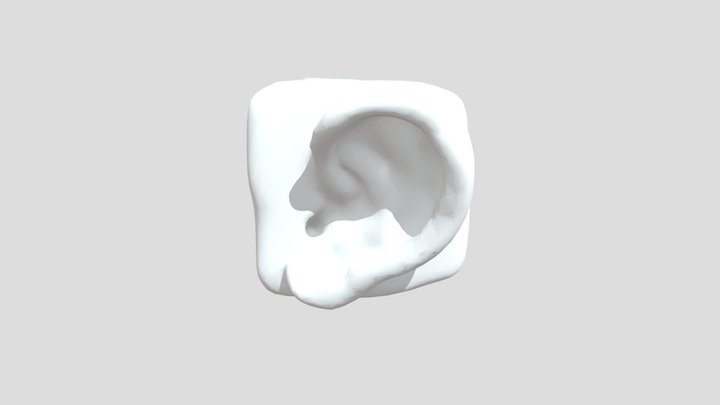 Ear Study 3D Model