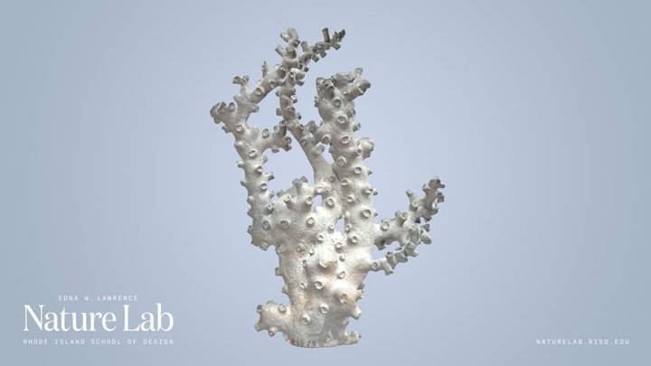 Octopus Coral – Kostenloses 3D-Modell STL