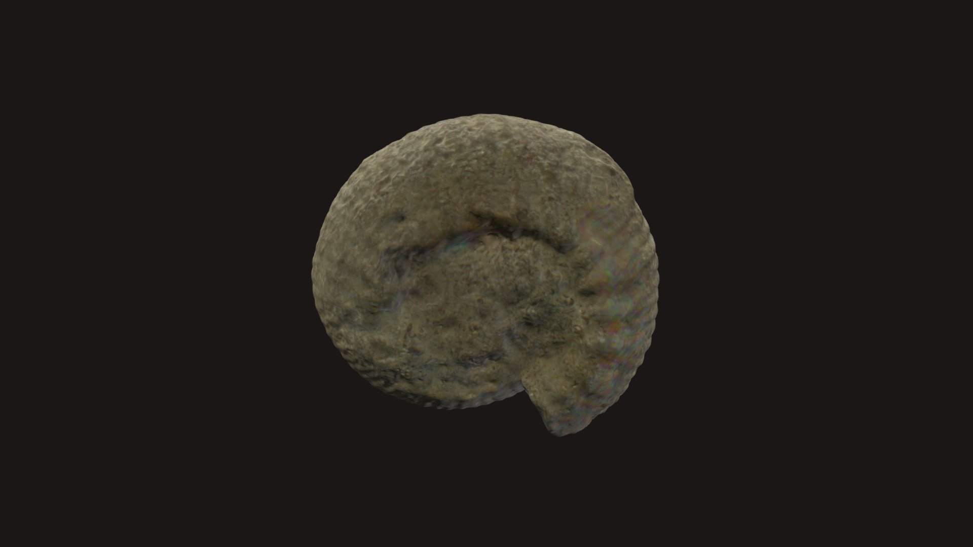 Ammonite