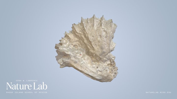 Flower Coral Skeleton – Modelo 3D gratuito STL