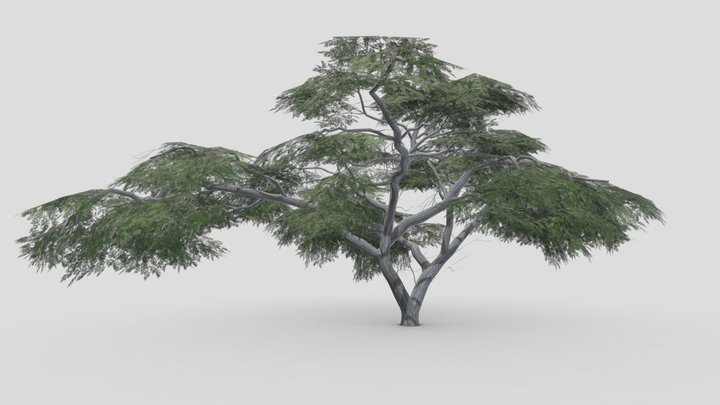 Acacia Tree-S14 3D Model