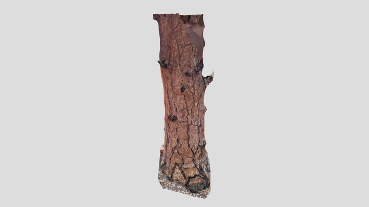 Ponderosa Pine Trunk 3D Model