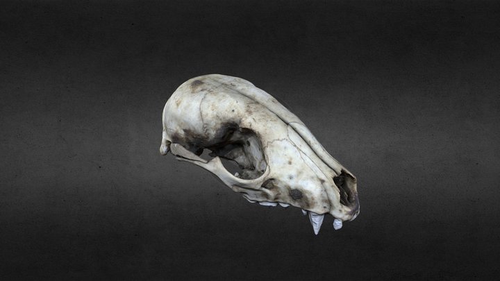 Raccoon Skull 3D Model