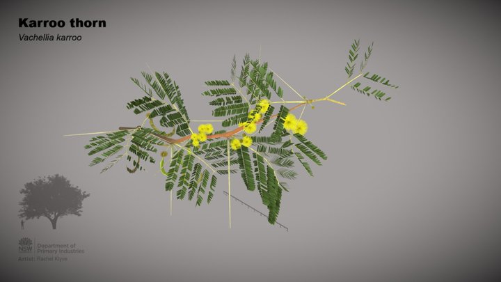 Karoo acacia (Vachellia karroo) 3D Model