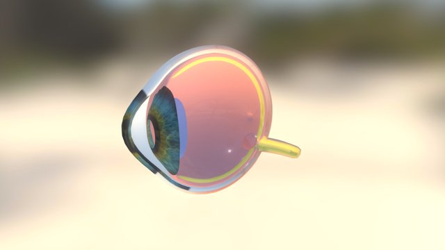 Biology: A human eye 3D Model