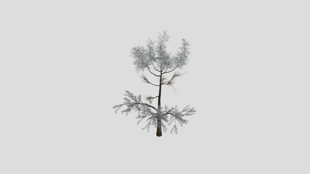 Sj Cold Shadow Pine Tree