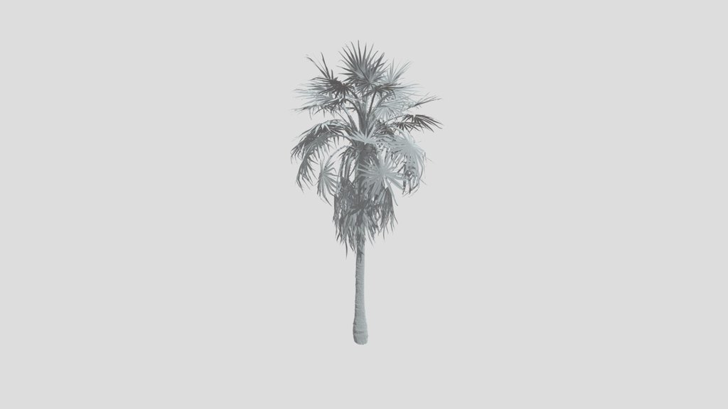 Caraday Palm Young