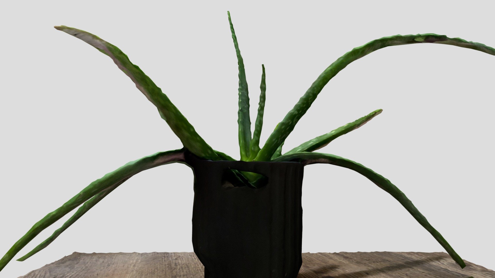 Day 066: Aloe Plant