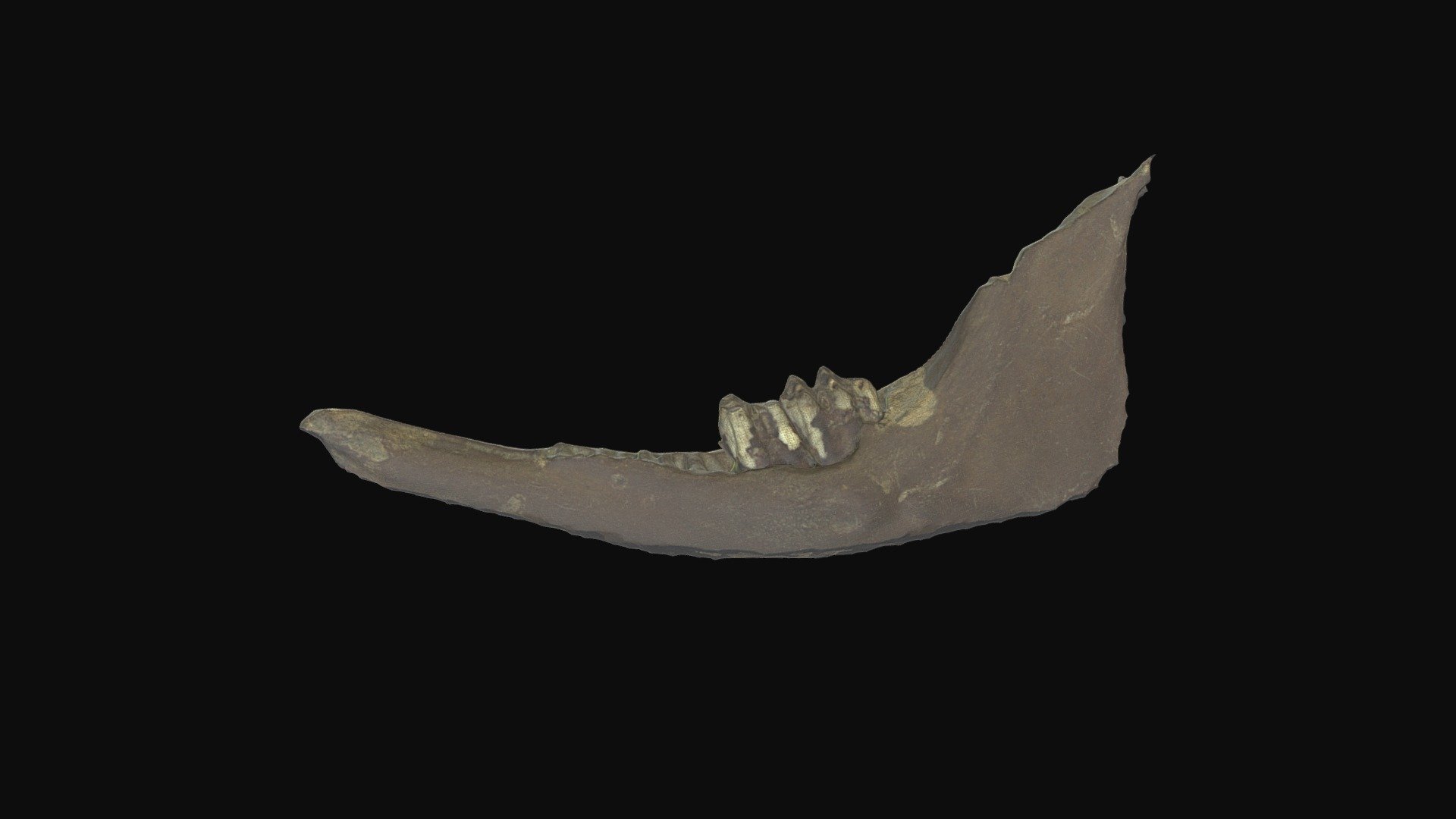 Bison jaw (late Holocene). Big Bone Lick, KY