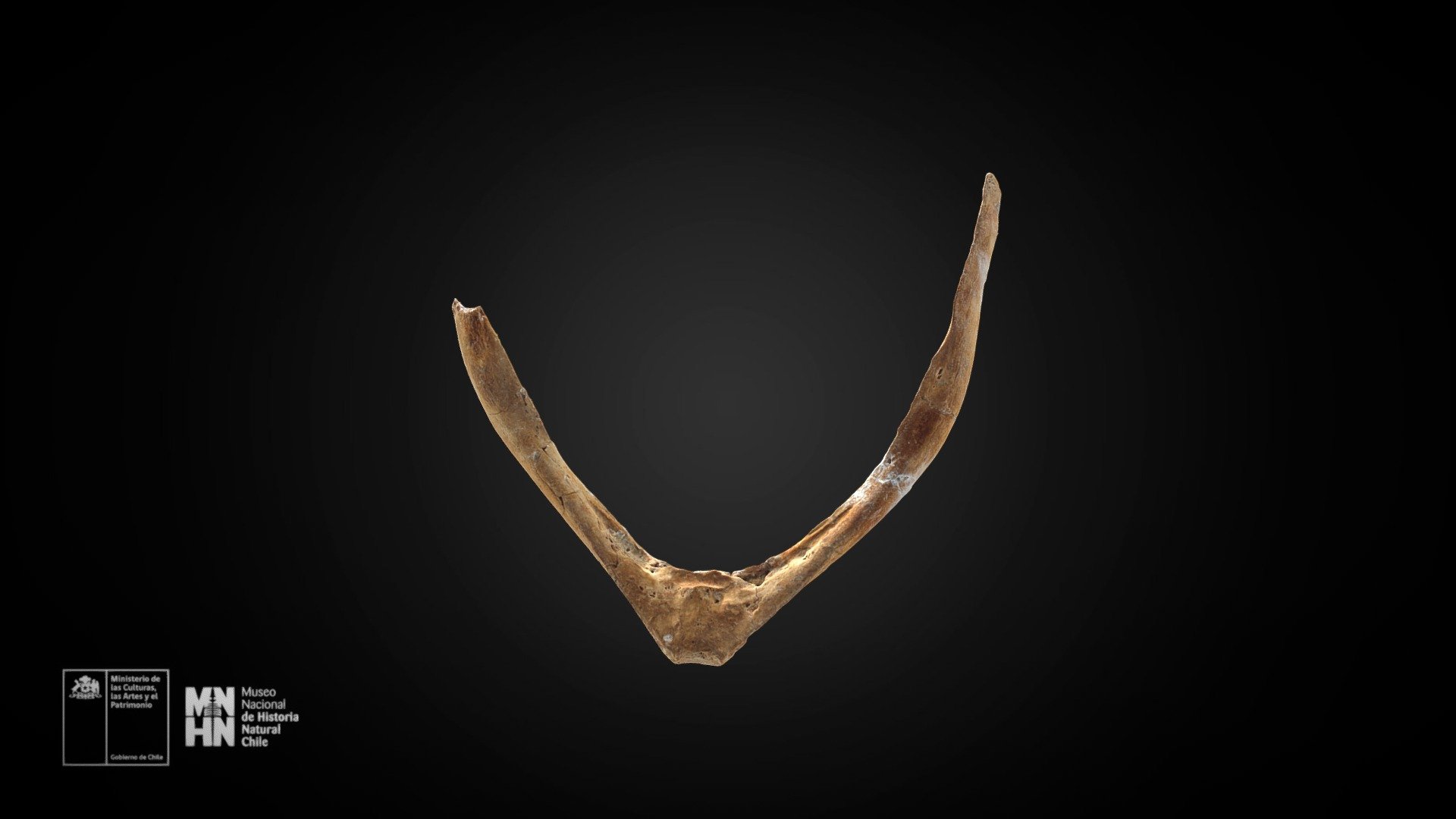 Pelagornis chilensis. Fúrcula