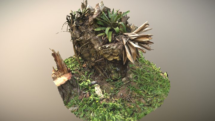 Photogrammetry Trunk and Root – Kostenloses 3D-Modell STL