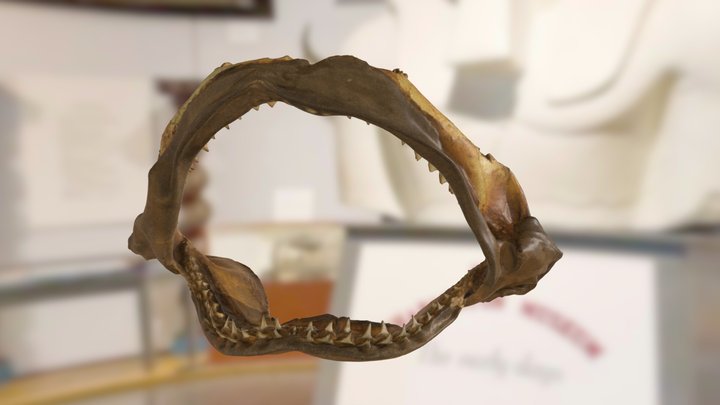ChM CF7325 - Requiem Shark Jaws and Teeth 3D Model