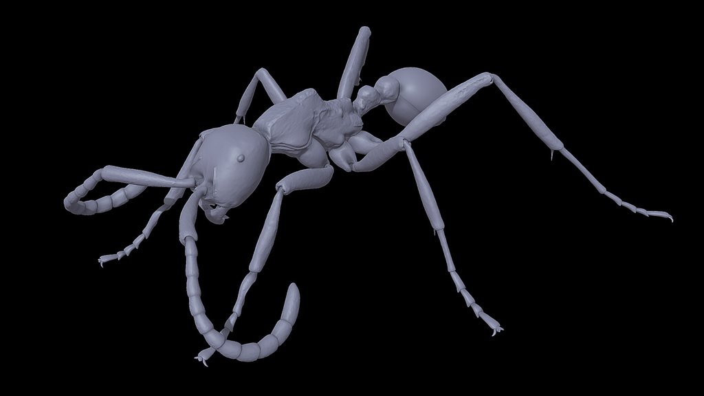 Neivamyrmex_pseudops