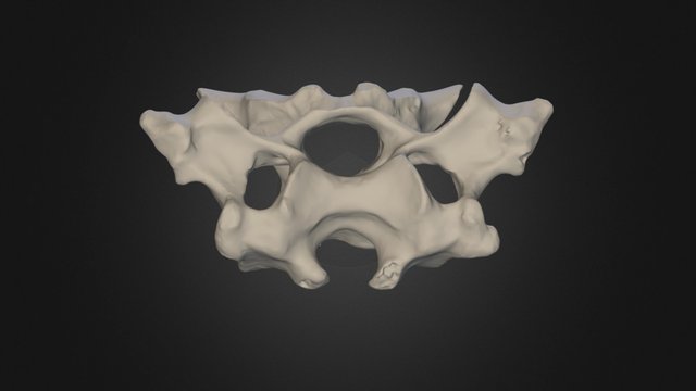 Neck vertebra #7, Durban dodo 3D Model