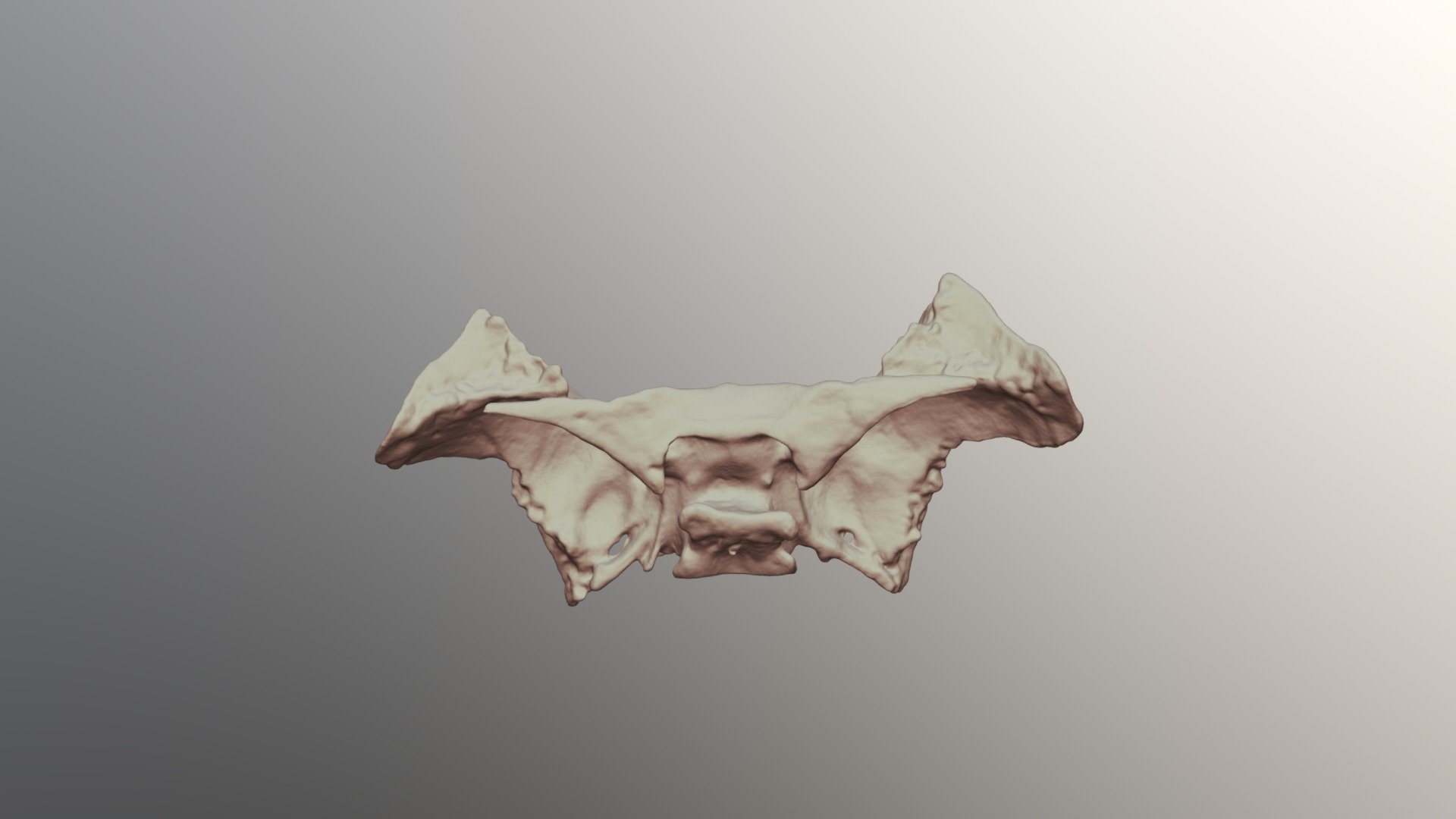 Human Sphenoid - 3D model by OU Libraries (@libedge) [abf8b58] - Sketchfab