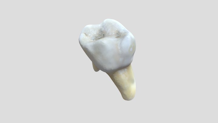Tooth_noTexture 3D Model