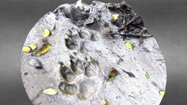 Animal tracks 3D Model