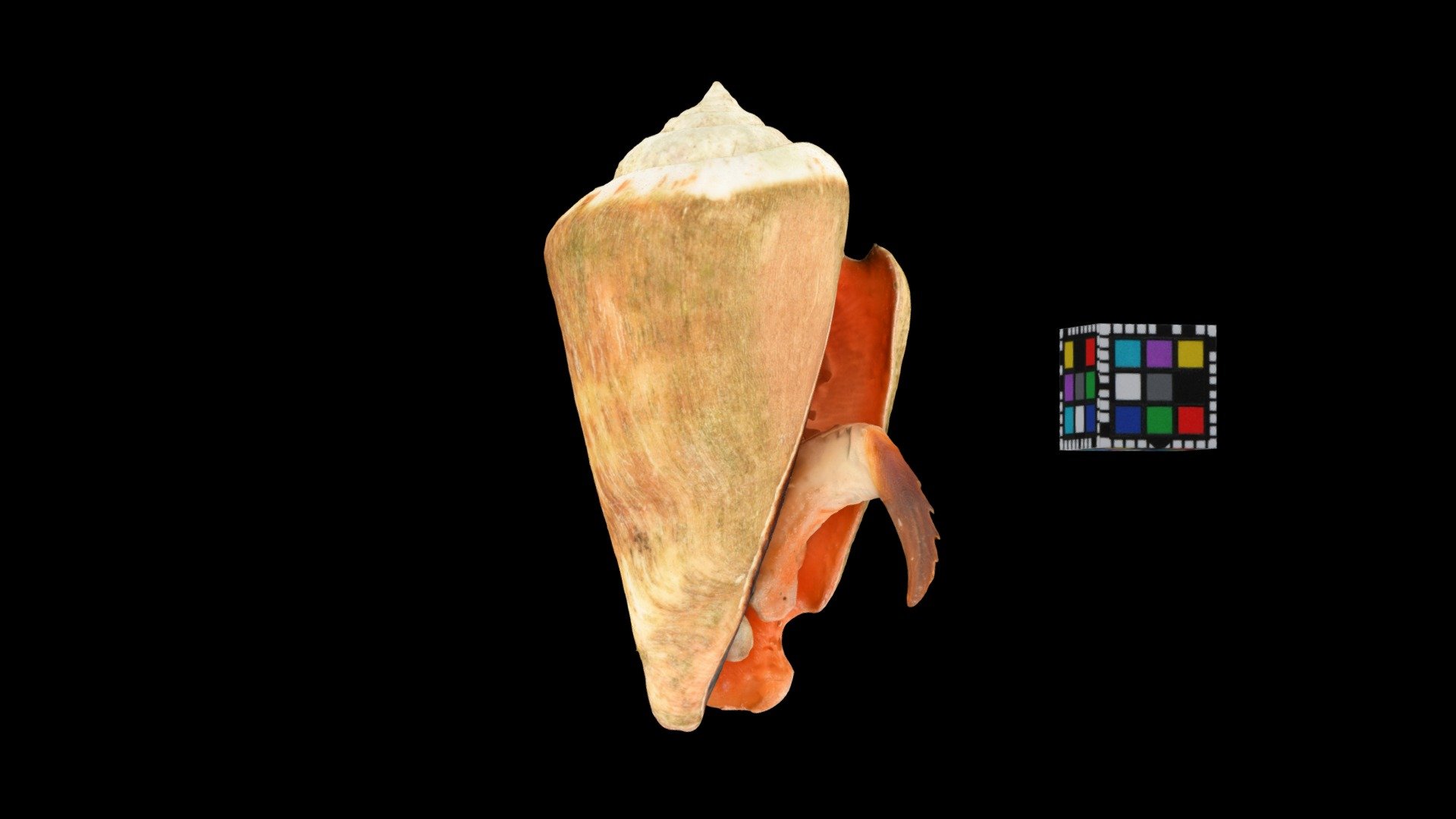 マガキガイ Strawberry Conch, Strombus luhuanus