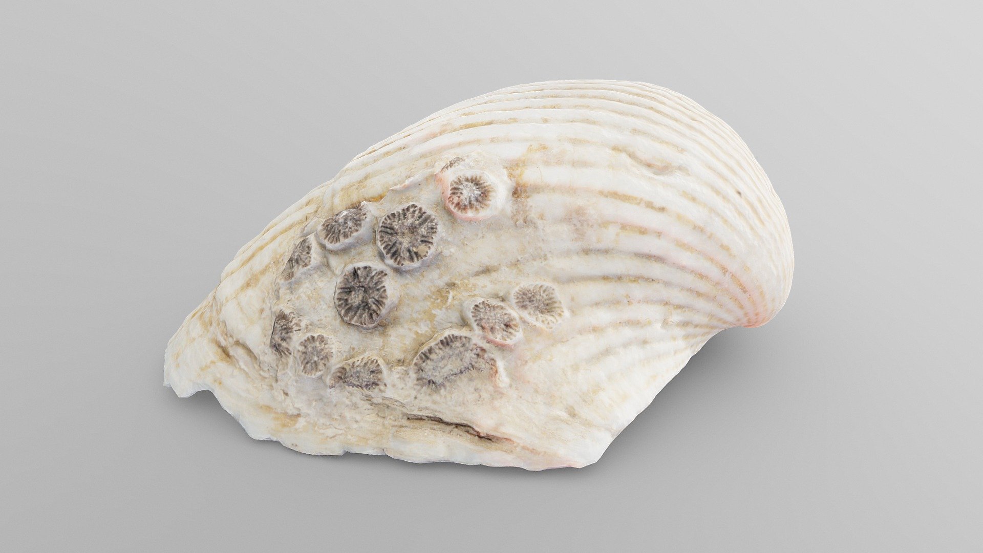 Cockie Sea Shell Buy Royalty Free 3d Model By Drakery Ac04e0e Sketchfab Store